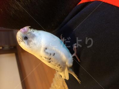 迷い鳥の写真