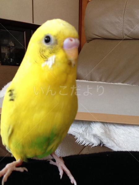 迷い鳥の写真