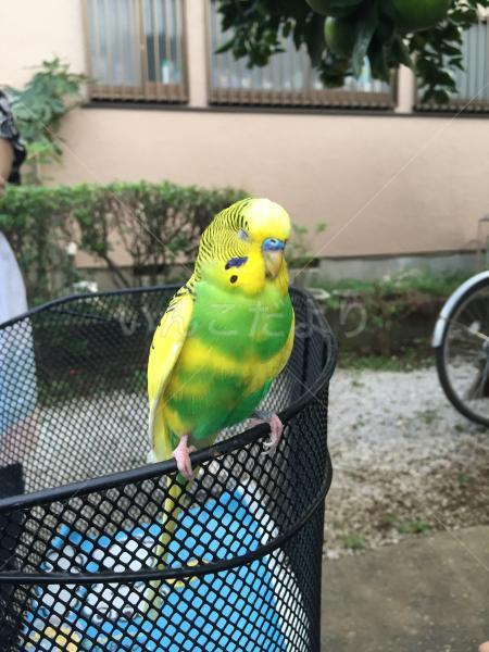 保護鳥の写真