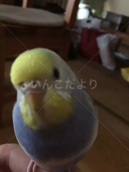 保護鳥の写真