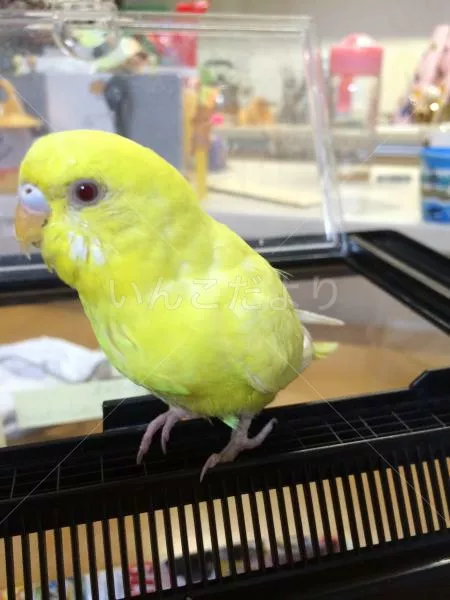 保護鳥の写真