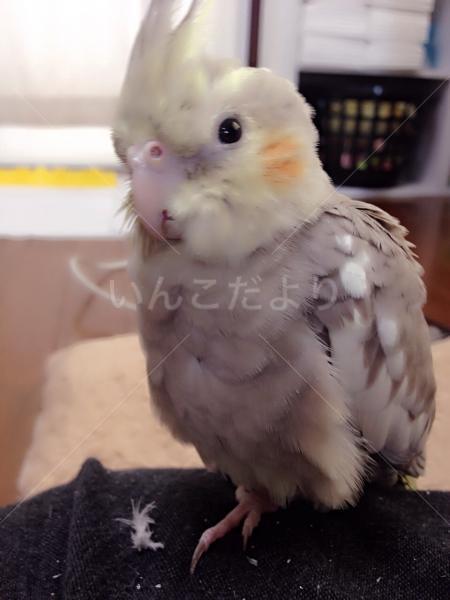 迷い鳥の写真