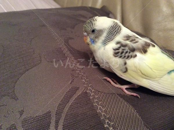 保護鳥の写真