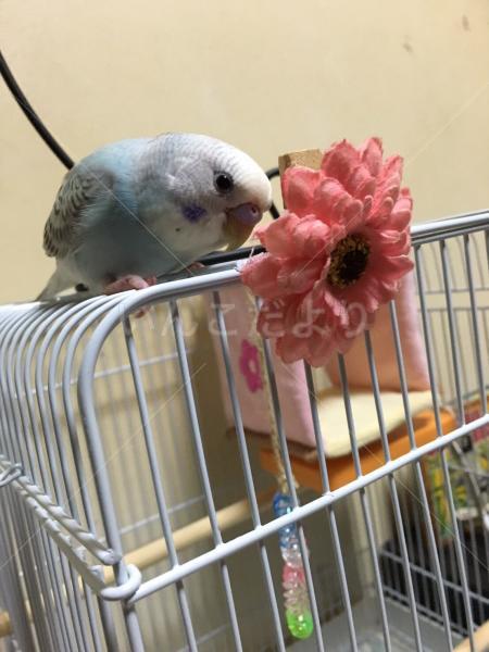 迷い鳥の写真