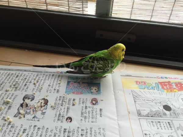 保護鳥の写真