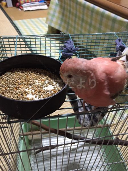 保護鳥の写真