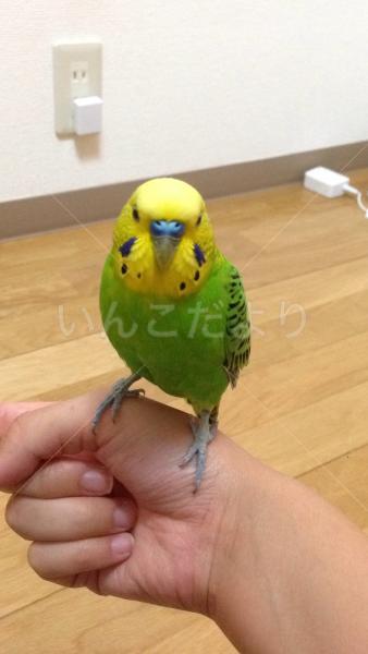 迷い鳥の写真