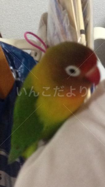 迷い鳥の写真
