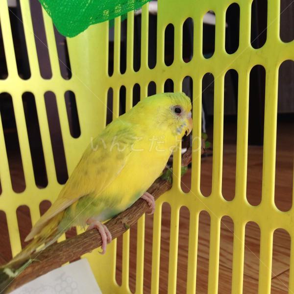 保護鳥の写真