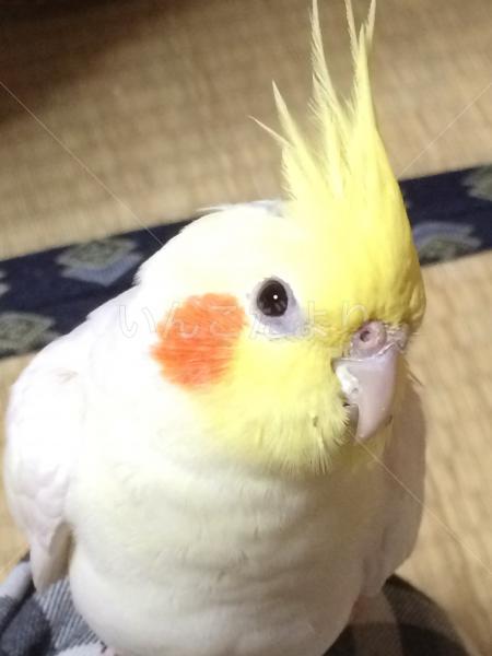 迷い鳥の写真