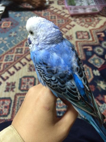 保護鳥の写真