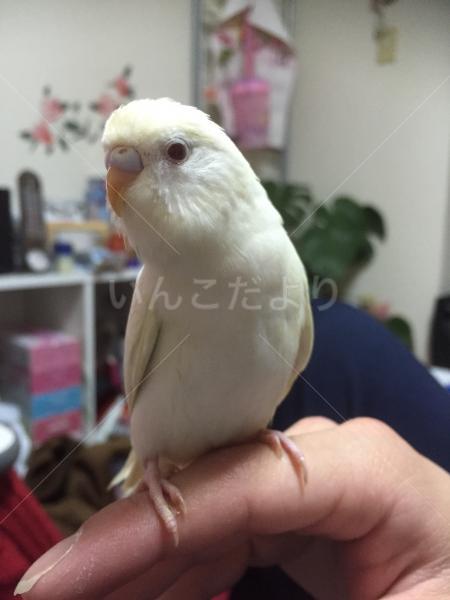 迷い鳥の写真