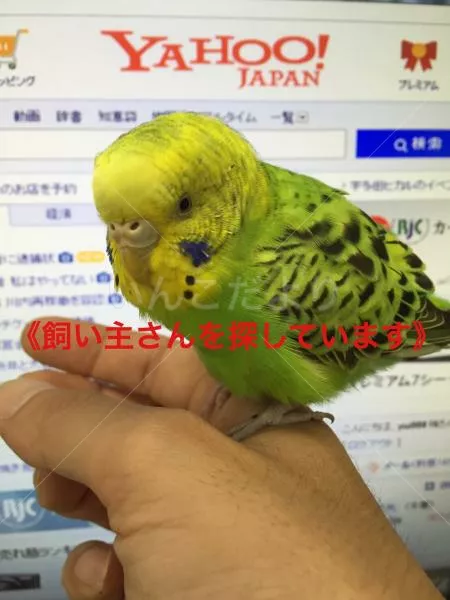 保護鳥の写真
