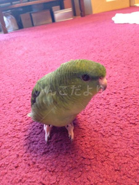 迷い鳥の写真
