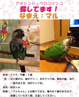 迷い鳥の写真