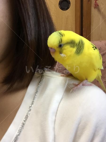 迷い鳥の写真