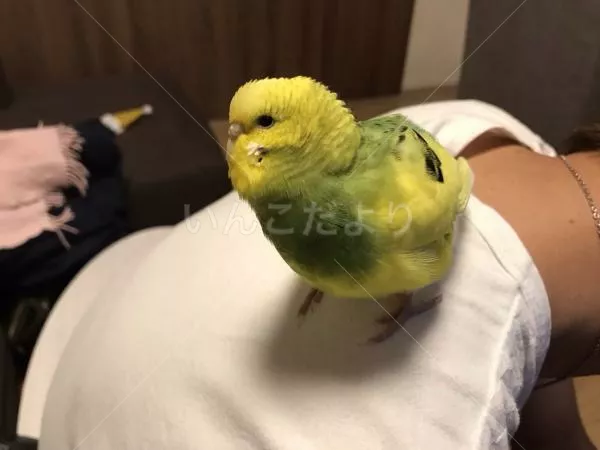 保護鳥の写真