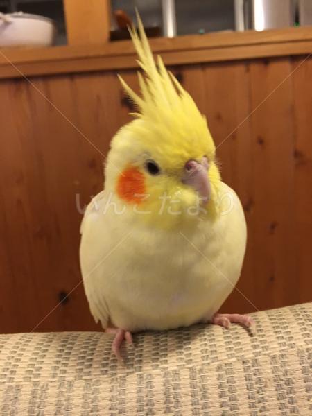 迷い鳥の写真