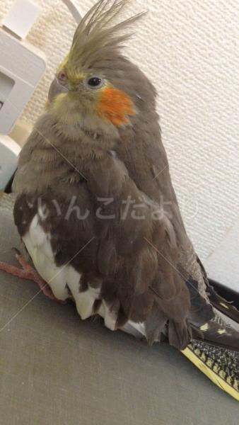 迷い鳥の写真