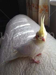 迷い鳥の写真