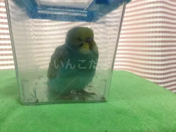 保護鳥の写真
