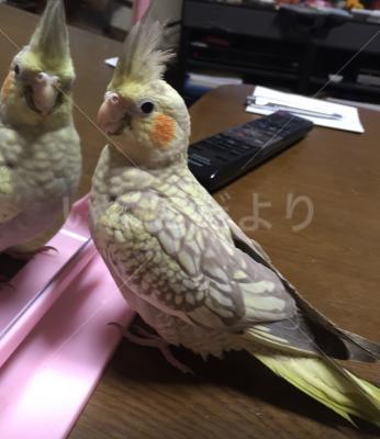 迷い鳥の写真