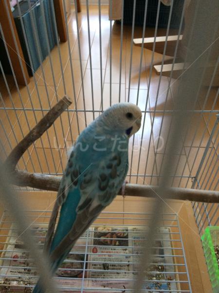 保護鳥の写真