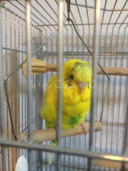 迷い鳥の写真