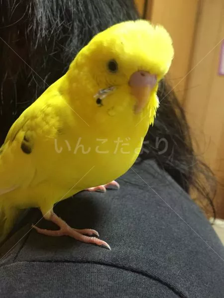 保護鳥の写真