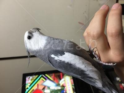 迷い鳥の写真