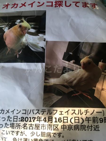 迷い鳥の写真