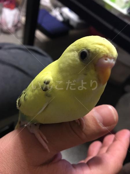 迷い鳥の写真