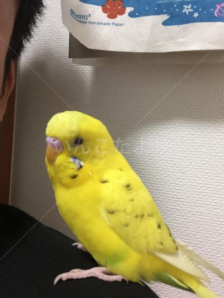 迷い鳥の写真