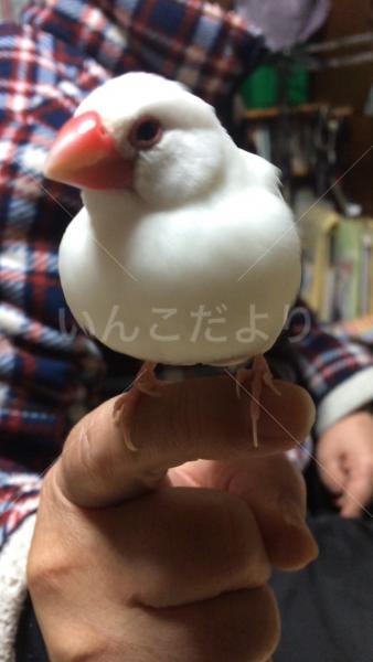 迷い鳥の写真