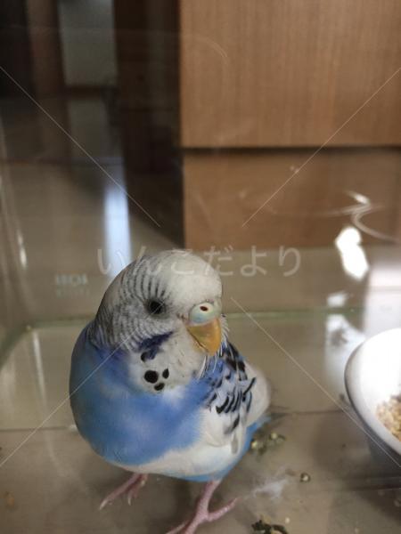 保護鳥の写真