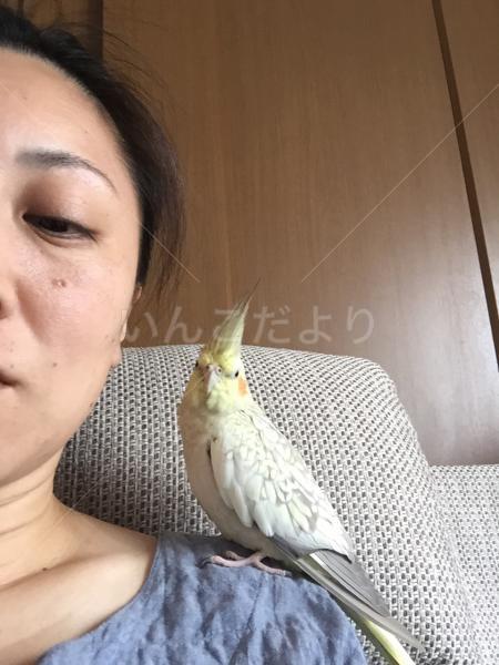 迷い鳥の写真