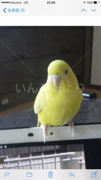 迷い鳥の写真