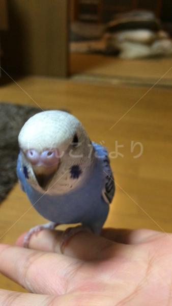 迷い鳥の写真