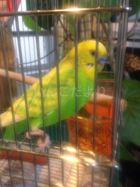 保護鳥の写真