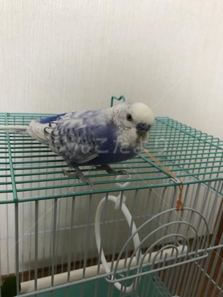 保護鳥の写真