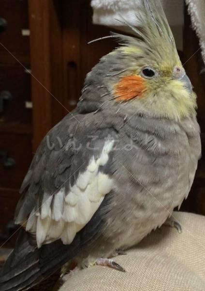 迷い鳥の写真