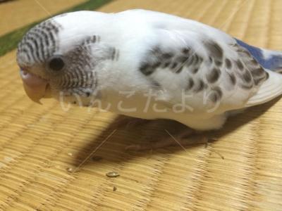 迷い鳥の写真