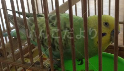 保護鳥の写真