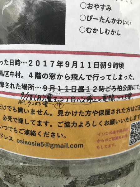 迷い鳥の写真