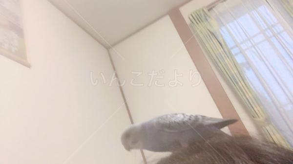 迷い鳥の写真