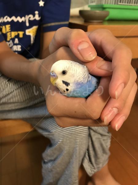 保護鳥の写真