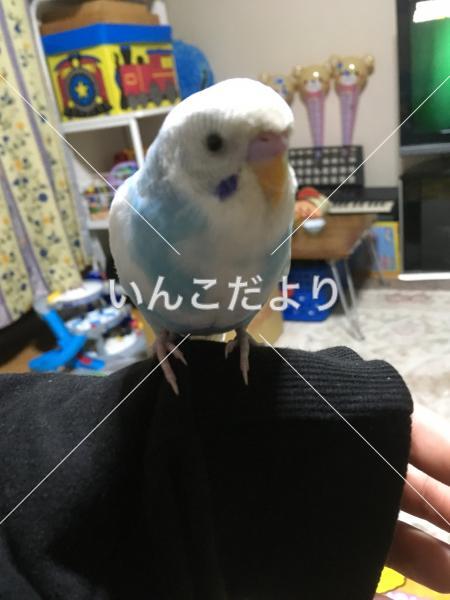 保護鳥の写真