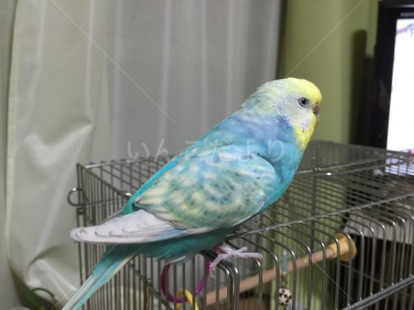 迷い鳥の写真