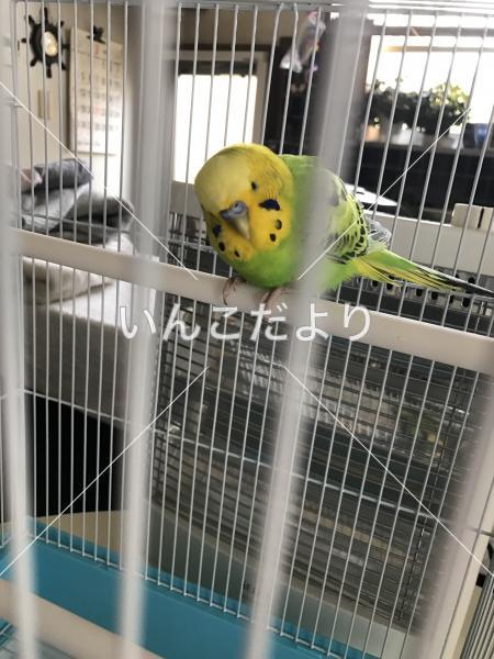 保護鳥の写真