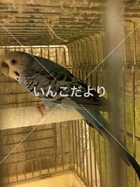 保護鳥の写真